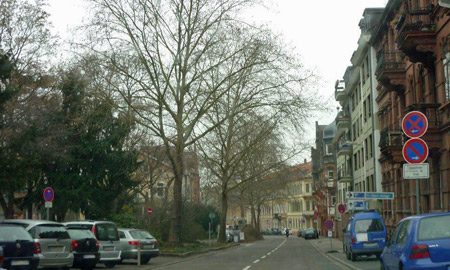 Juchtenkäfer in der Heidelberger Friedrich-Ebert-Anlage? / Foto: Pfisterer